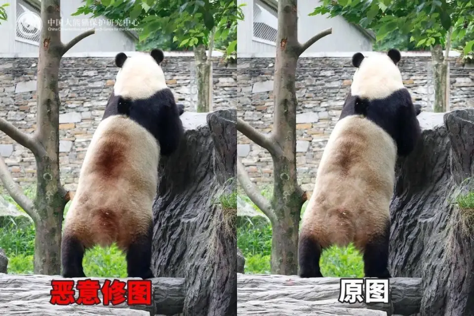 大熊猫身上惊现&ldquo;血洞&rdquo;？别慌！这可能是场乌龙